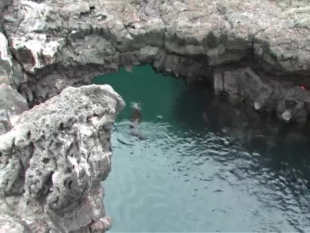 Sealion che nuota sotto l'arco nelle isole Galapagos — Video Stock