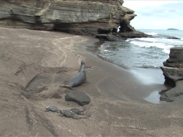 Leone marino sulle isole Galapagos — Video Stock