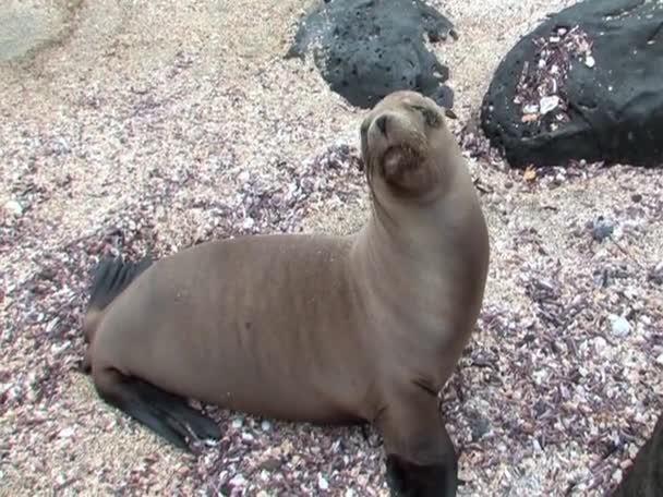 León marino en las Islas Galápagos — Vídeo de stock