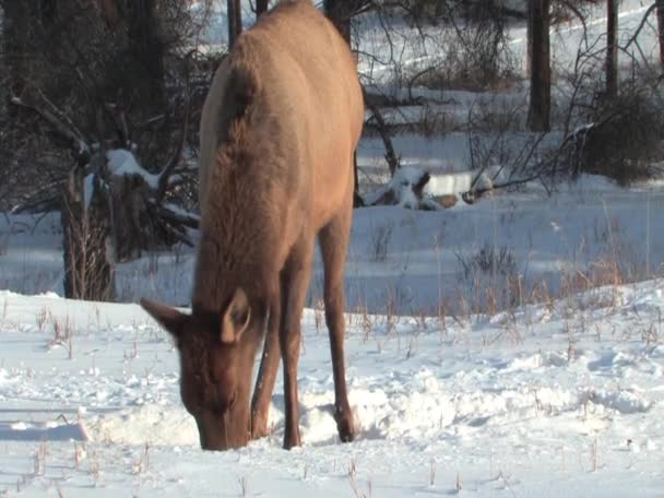 Älg i jasper alberta Kanada — Stockvideo