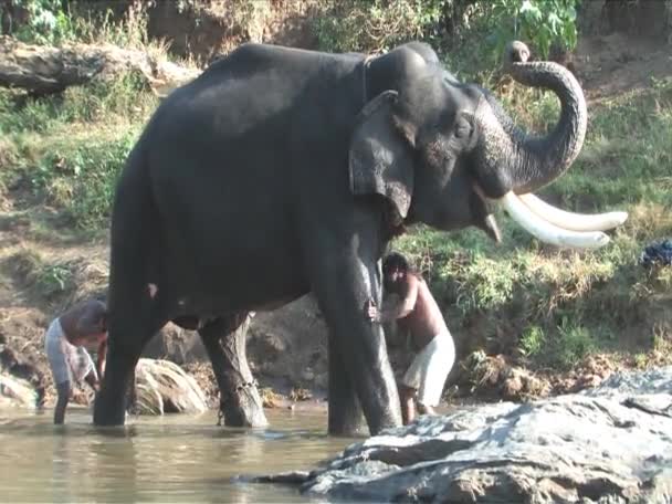 Ινδικό ελέφαντα που παίρνει ένα λουτρό άγριας πανίδας και χλωρίδας mudhumalai αποθεματικό — Αρχείο Βίντεο