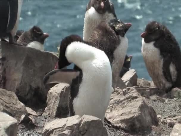 Pingüino Rockhopper en las Islas Malvinas — Vídeos de Stock