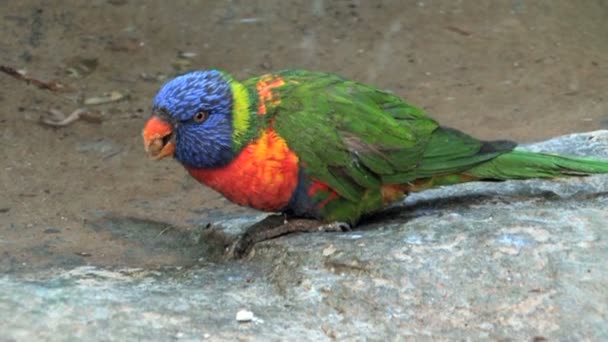 Papuga Lorikeet — Wideo stockowe