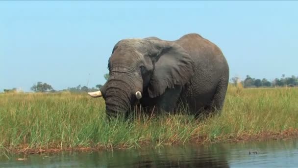 Elefántok Okavango Delta, Botswana — Stock videók