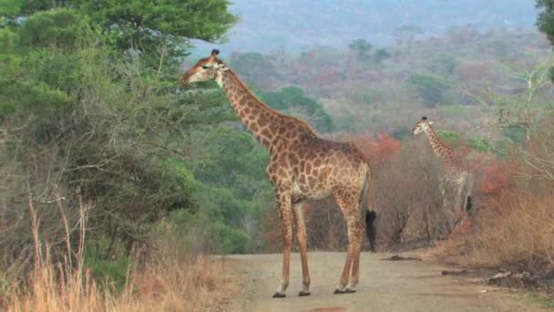 Giraffe in Hluhluwe Game Reserve — Stock Video