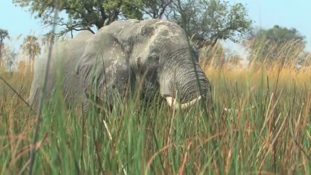 Sloni okavango delta, botswana — Stock video