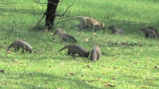 Stripad mongoose & vervet apor i chobe national park, botswana — Stockvideo