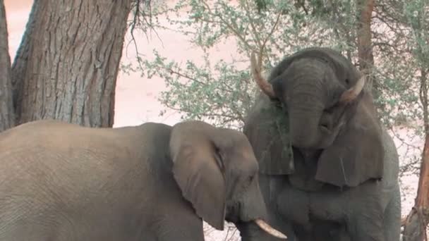 Desert Elephants in Namibia — Stock Video
