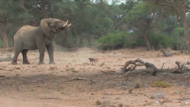 Ongebruikelijk gedrag door woestijn olifant & honden in Namibië — Stockvideo