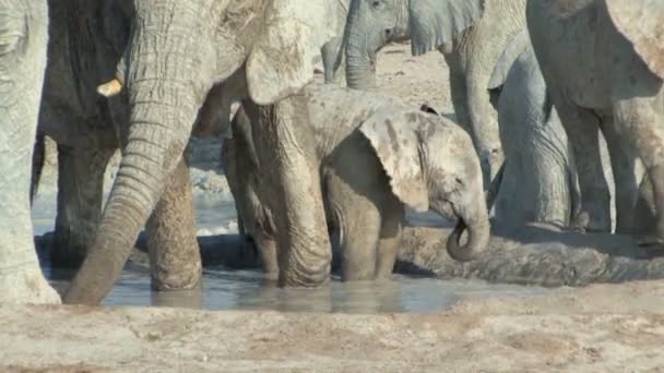 Baby elefant — Stockvideo