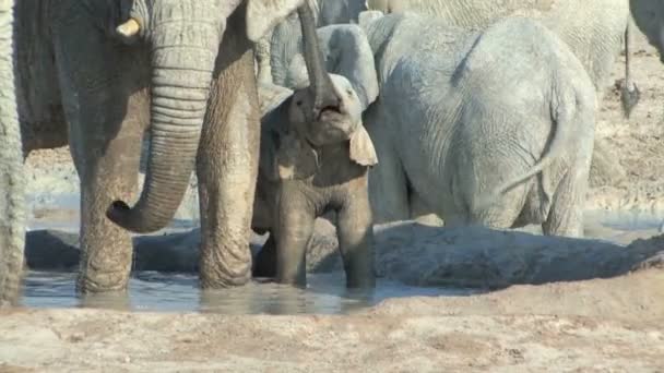 象の赤ちゃん — ストック動画
