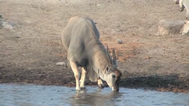 大羚羊在水坑饮水 — 图库视频影像