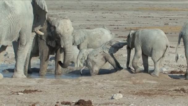 Elefante bebé — Vídeo de Stock