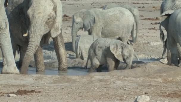 Детеныш слона — стоковое видео