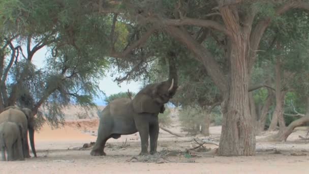 Пустынные слоны в Намибии — стоковое видео