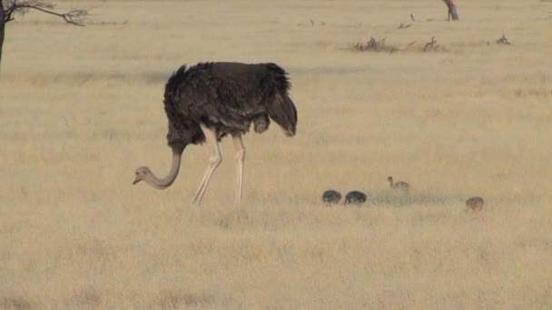 Male Ostrich with chicks — Stock Video