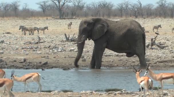 Bull Elephant splashing in waterhole — Stock Video