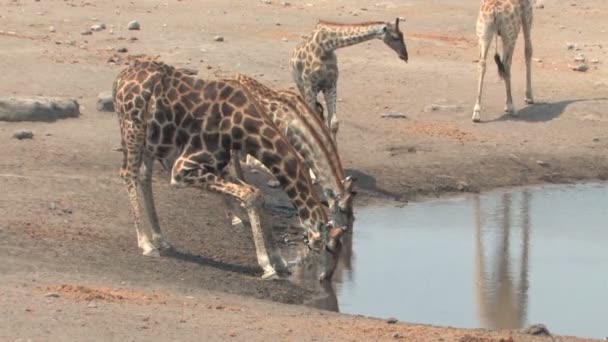 Masai žirafa v etosha — Stock video