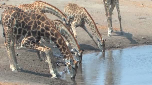 Maszáj zsiráf az Etosha — Stock videók