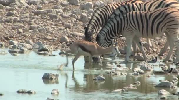 Cebras y gacelasZebra ve Springboks — Stok video
