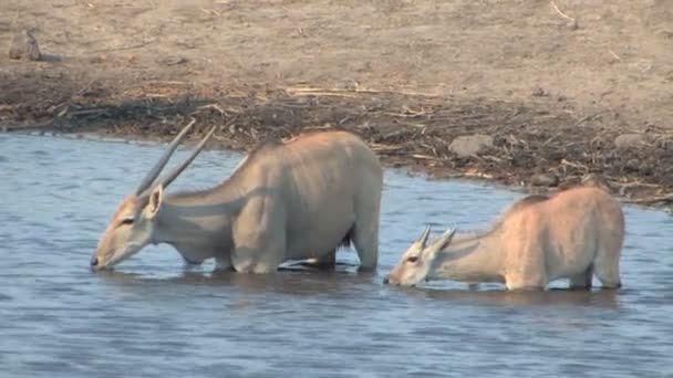 Stado eland picia w waterhole — Wideo stockowe