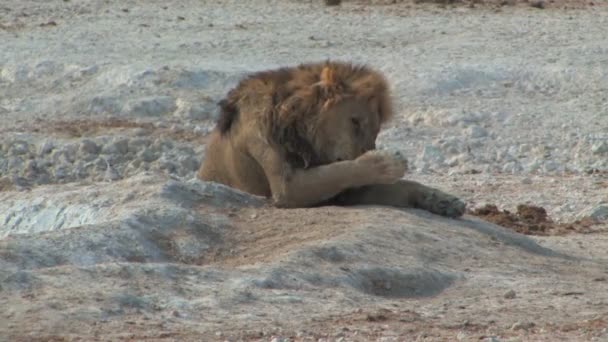 Male lion at the waterhole — Stock Video