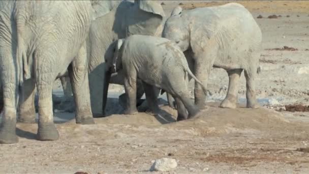 Elefante neonato — Video Stock