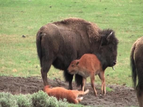 Baby-Büffel im Yellowstone-Nationalpark — Stockvideo