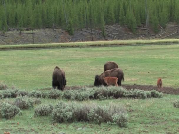 Baby bufflar i yellowstone national park — Stockvideo