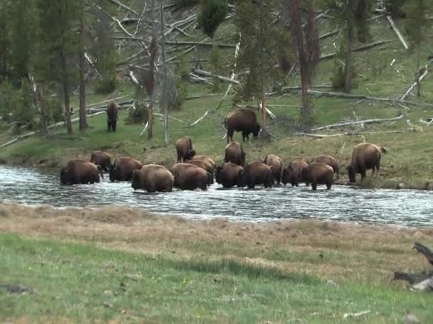 Mandria di bufali che attraversa il fiume Madison — Video Stock