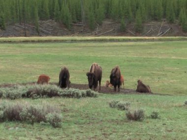 Bebek buffalos yellowstone Milli Parkı