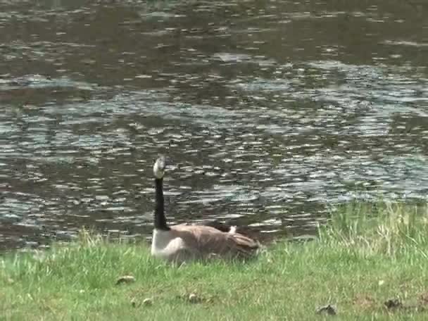 Erwachsene Kanadische Gans — Stockvideo