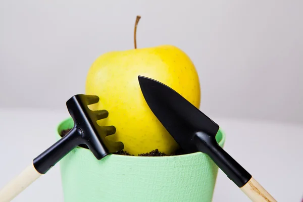 Garden tools with apple in pot. harvest concept — Stock Photo, Image