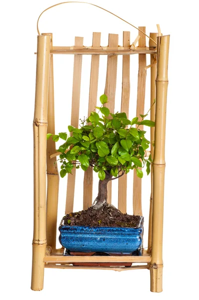 Boom een bonsai in verpakking voor de uitvoering — Stockfoto