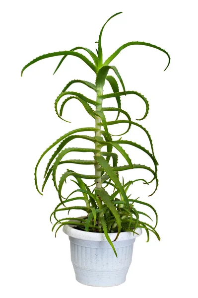 Aloe houseplant — Stock Photo, Image