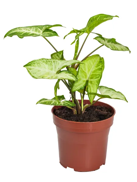 Houseplant Syngonium — Stock Photo, Image