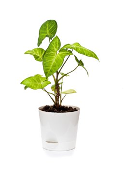 houseplant singonium