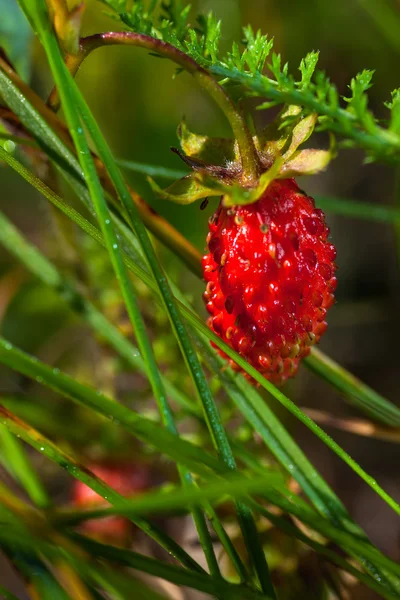 Ripe forest wild strawberry — Stock Photo, Image