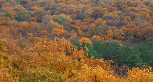 Alberi — Foto Stock