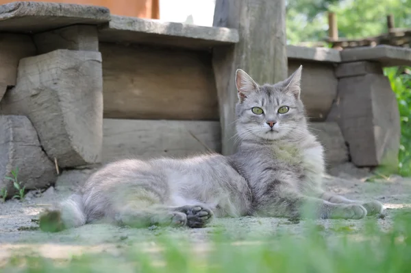 Graue Katze — Stockfoto