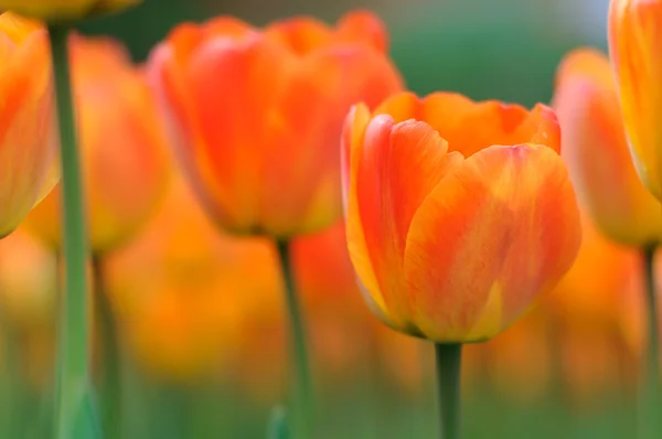 Flowers — Stock Photo, Image