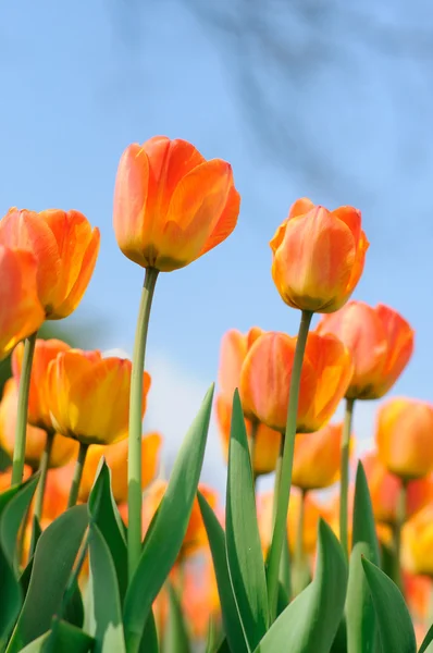 Tulips — Stock Photo, Image