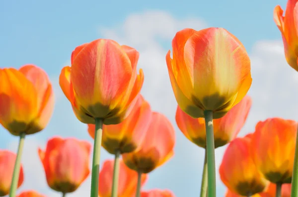 Tulips — Stock Photo, Image