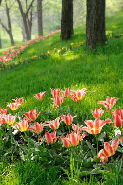 Garden — Stock Photo, Image