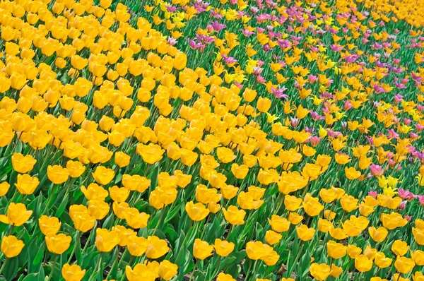 Flores — Fotografia de Stock