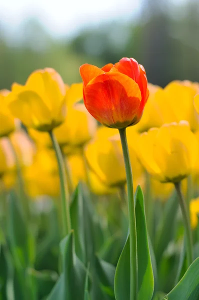 Flowers — Stock Photo, Image