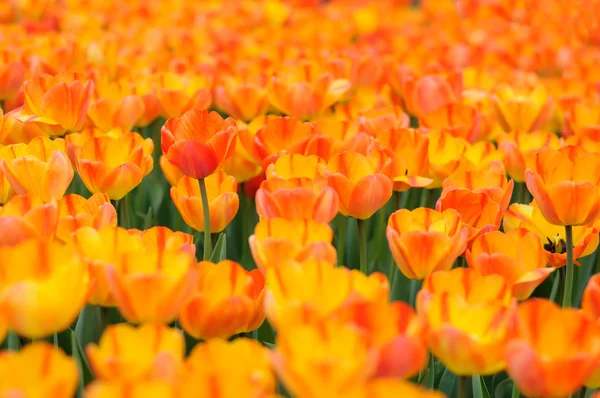 Flowers — Stock Photo, Image