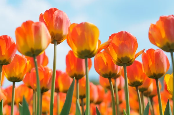 Tulips — Stock Photo, Image