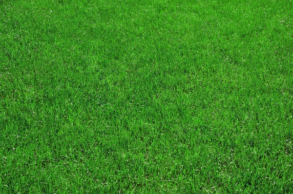 Green grass — Stock Photo, Image