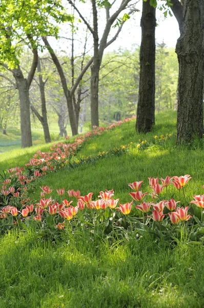 Trädgård — Stockfoto